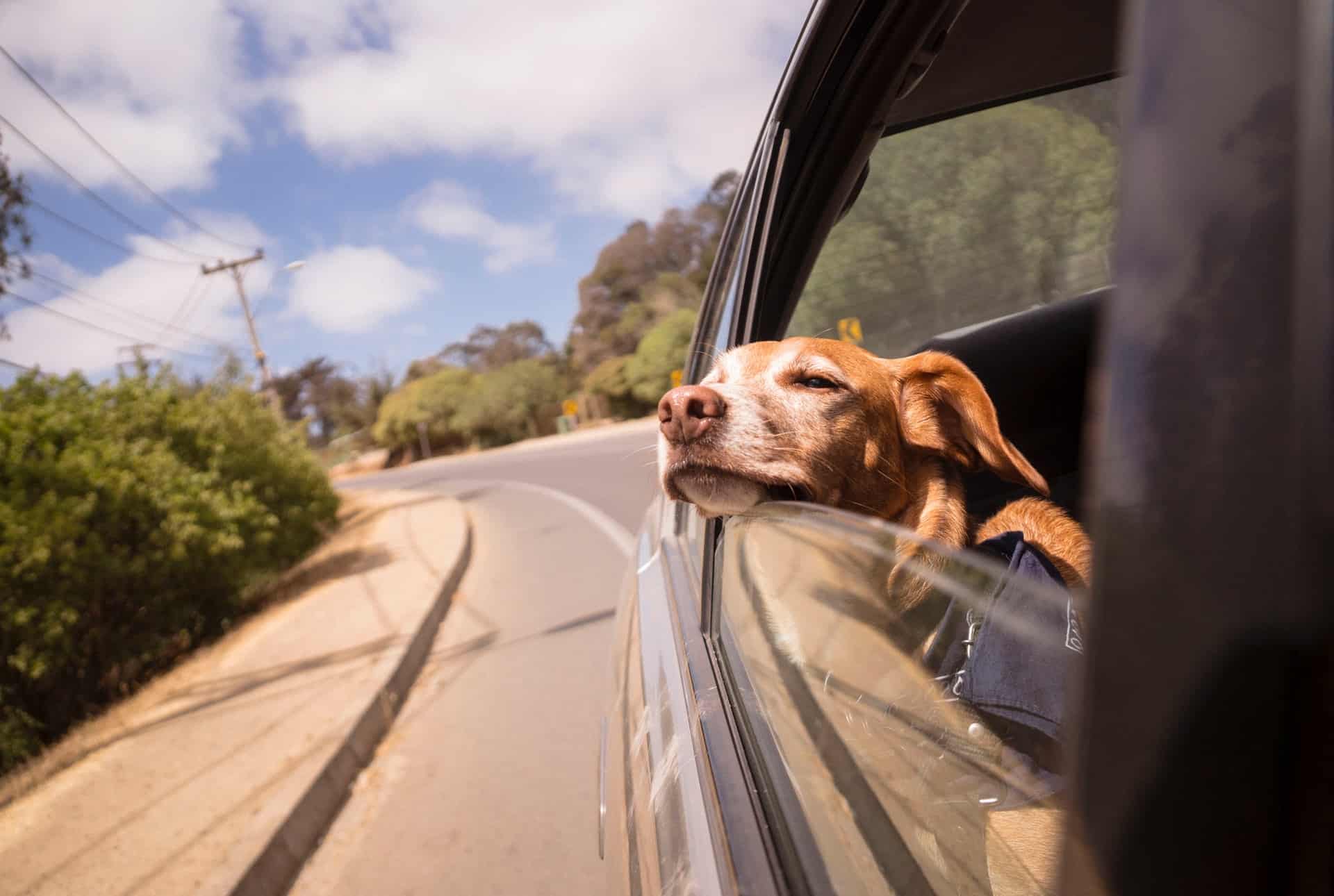 Podróż z psem – co ze sobą zabrać na wycieczkę lub wakacje?