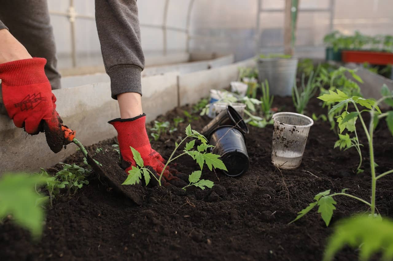 Małe szklarnie ogrodowe – jak zbudować swoją własną oazę roślinną