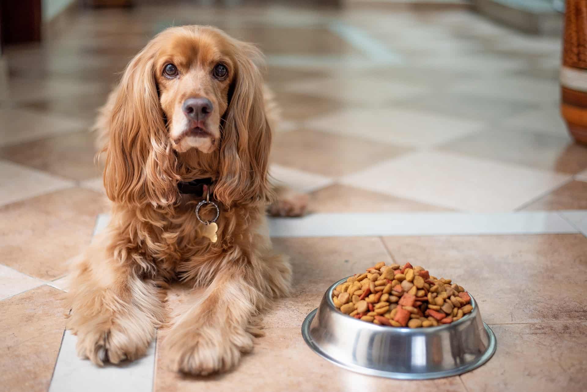 Na co zwrócić uwagę przy wyborze karmy dla swojego psa?